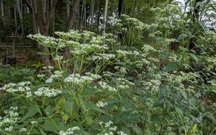 オトコエシが咲いています