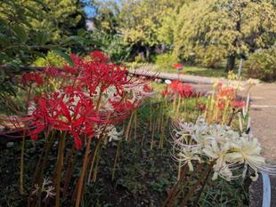 ヒガンバナが綺麗です