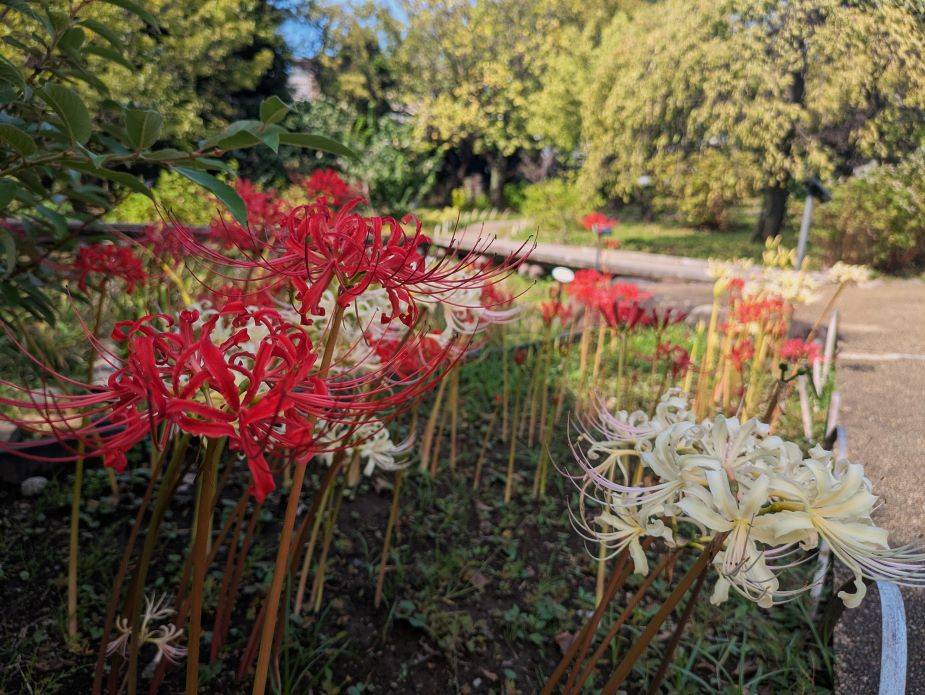 ヒガンバナが綺麗ですの写真