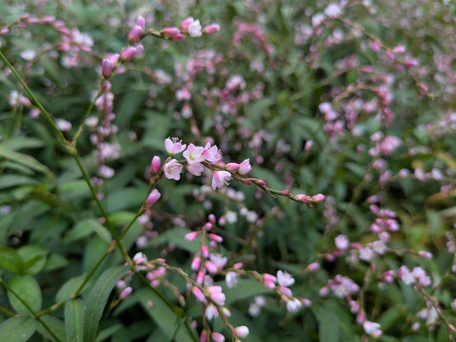 サクラタデが咲いていますの写真