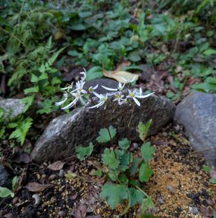 ダイモンジソウが咲いています