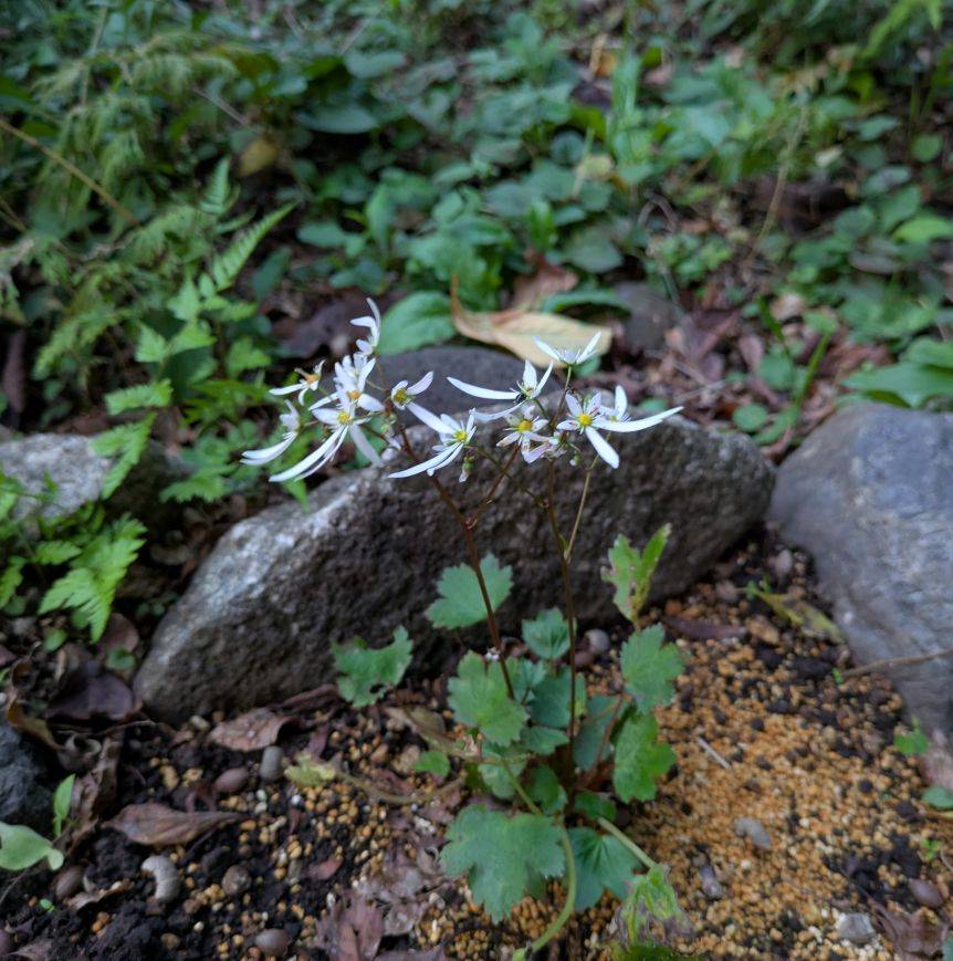 ダイモンジソウが咲いていますの写真