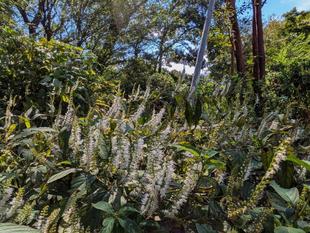 シモバシラが咲いています