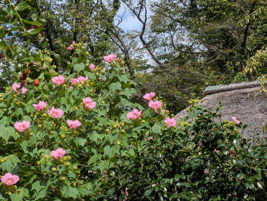 フヨウが咲いていますの写真