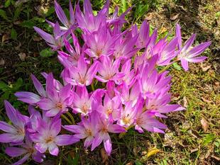 イヌサフランが綺麗です