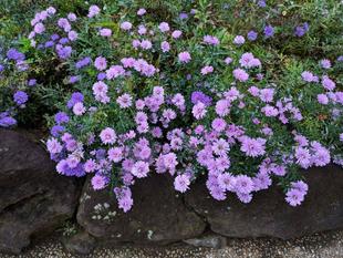 クジャクアスターがきれいです