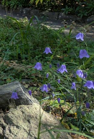 イワシャジンが咲いています