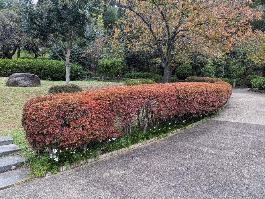 ドウダンツツジの紅葉ですの写真