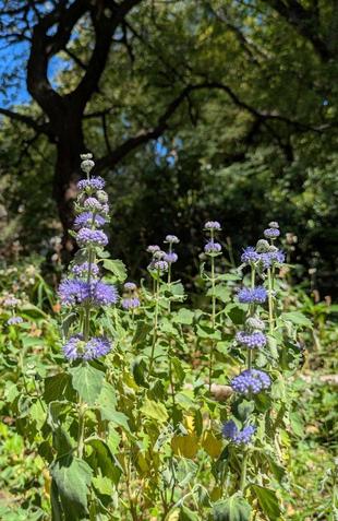 ダンギクが咲いています