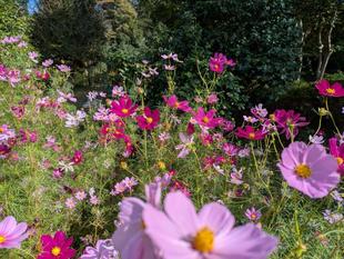 コスモスが咲いています
