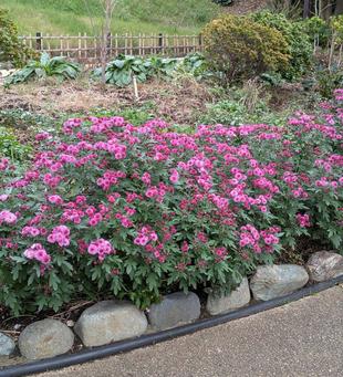 桃色のコギクが見頃です