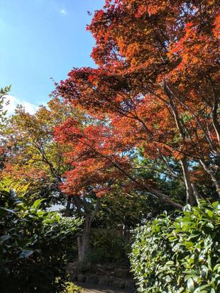 茶室の周りの木々も色づいてきています