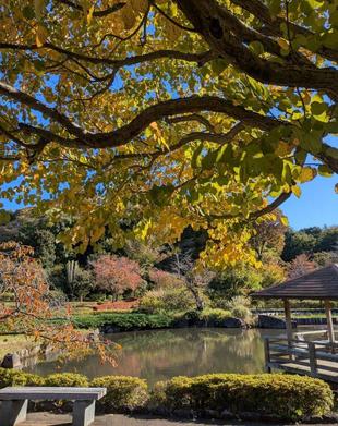カツラの黄葉がきれいです