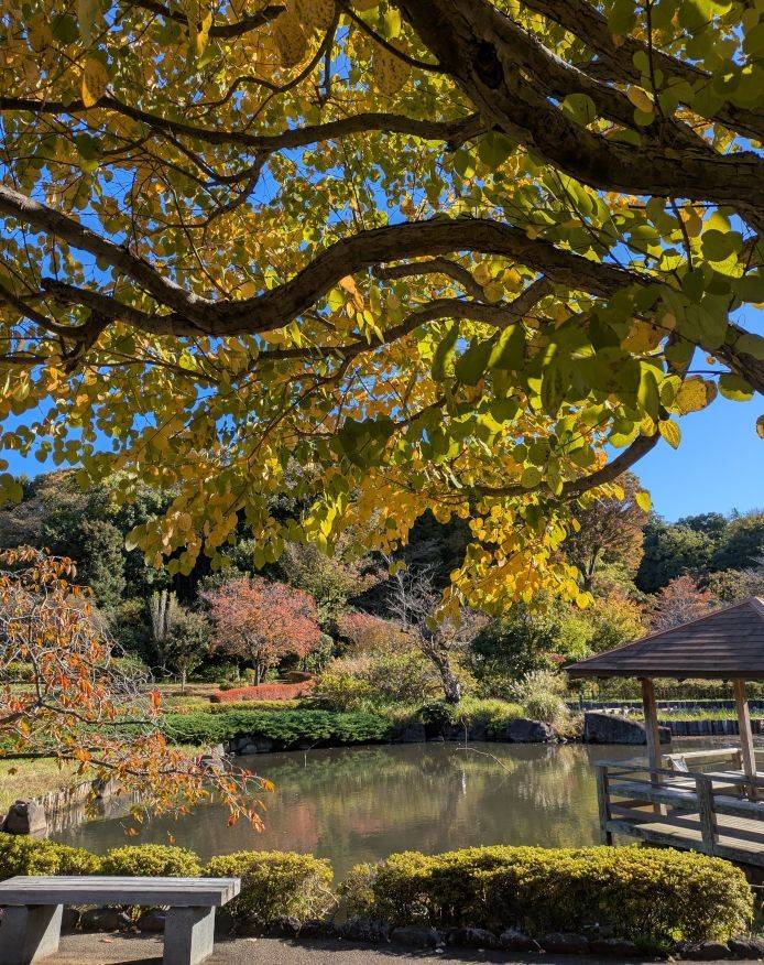 カツラの黄葉がきれいですの写真