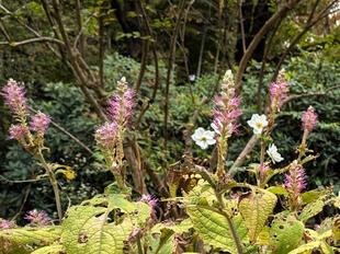 ミカエリソウが咲いています