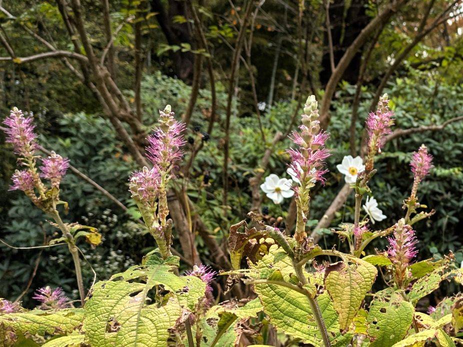 ミカエリソウが咲いていますの写真