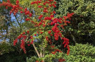 トキワサンザシの実がなっています
