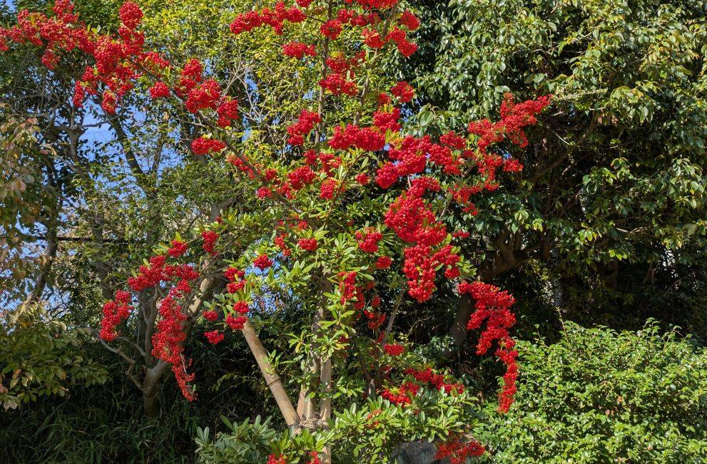 トキワサンザシの実がなっていますの写真