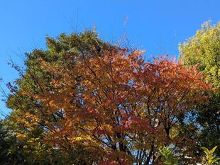 イヌシデの紅葉もあざやかです
