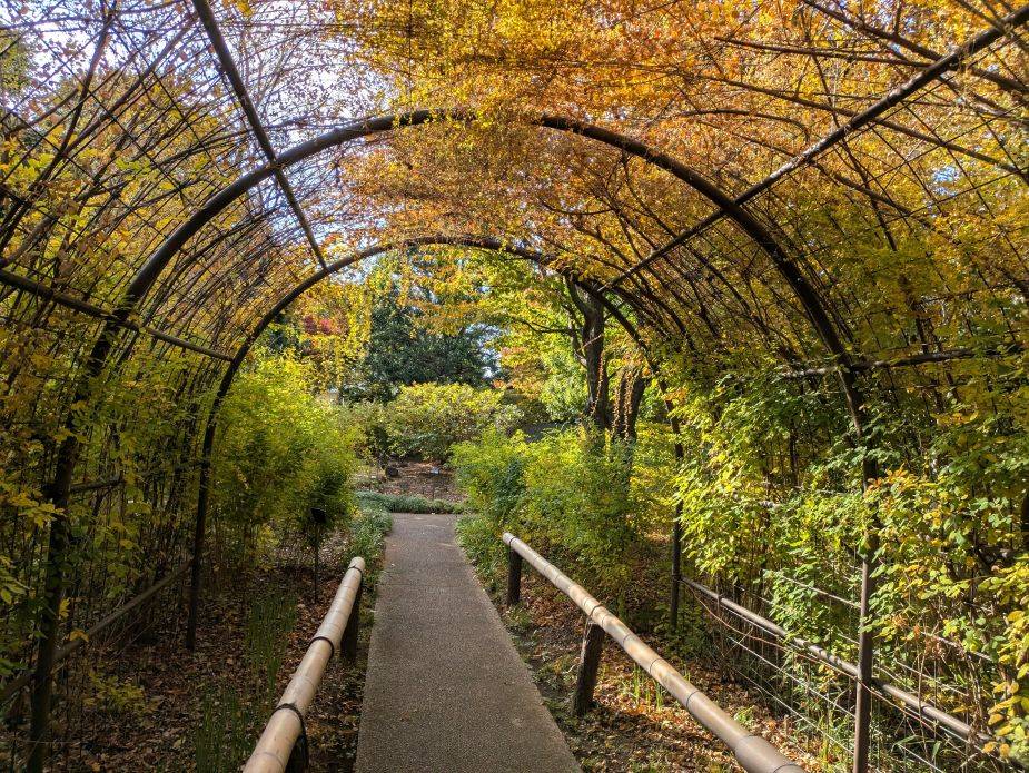 黄金色のトンネルですの写真