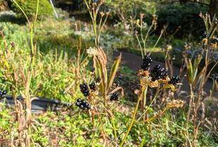 ぬばたまが見られます
