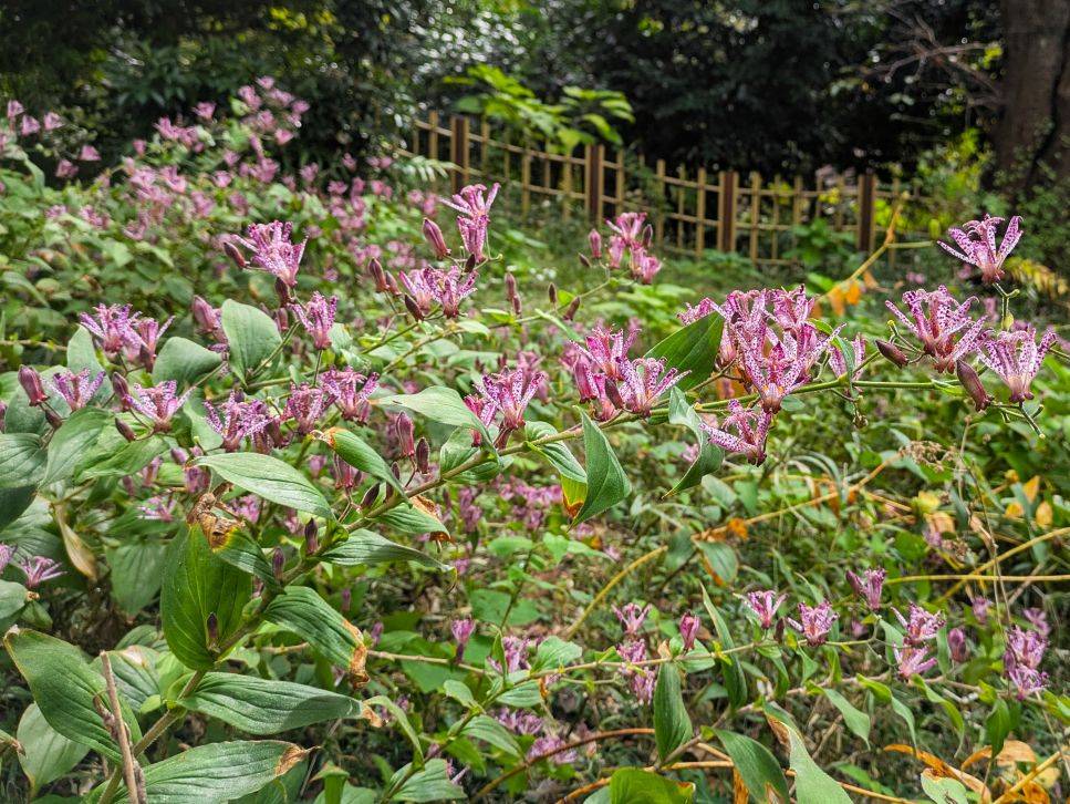 ホトトギスが咲いていますの写真