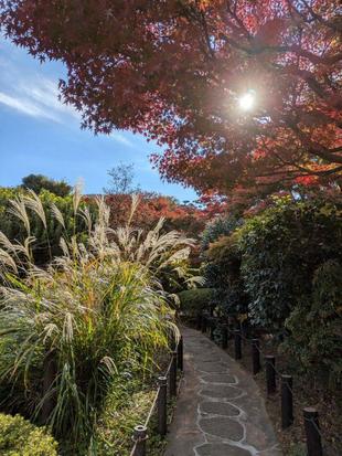 ススキの穂がきれいです