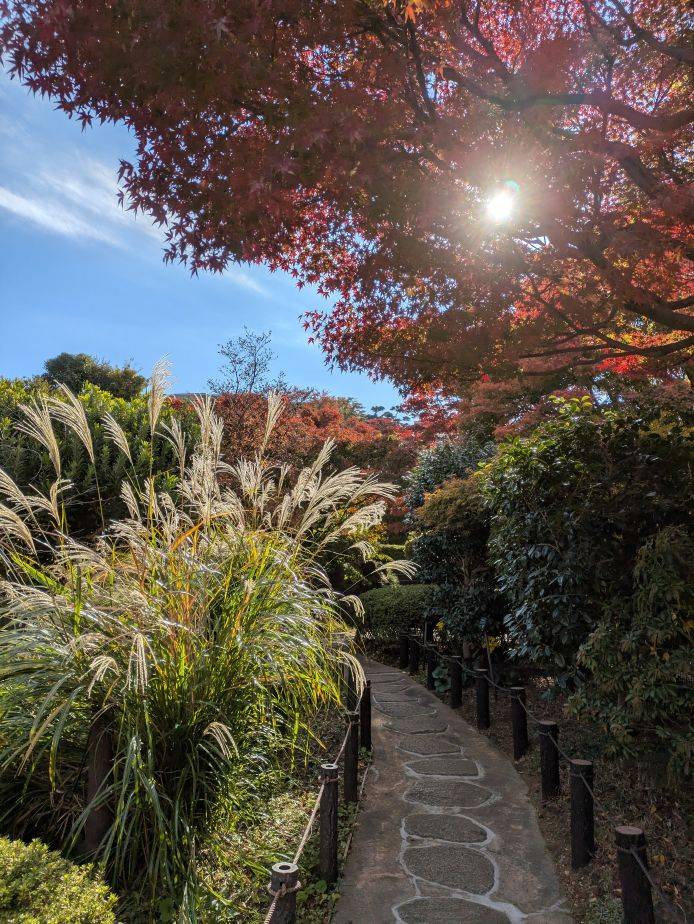 ススキの穂がきれいですの写真