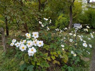 白いシュウメイギクがきれいです