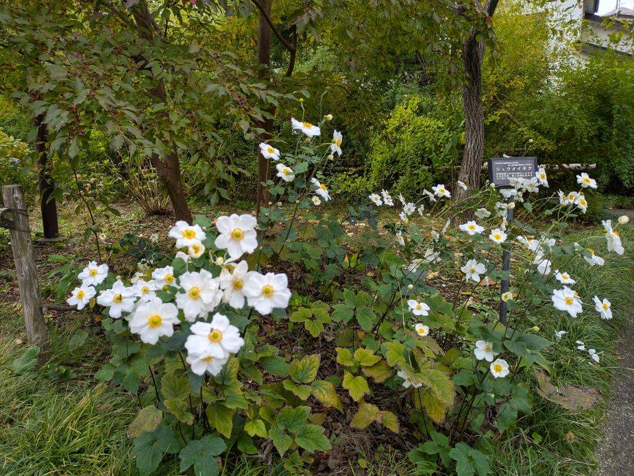 白いシュウメイギクがきれいですの写真