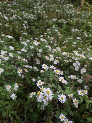 ヨメナが咲いています