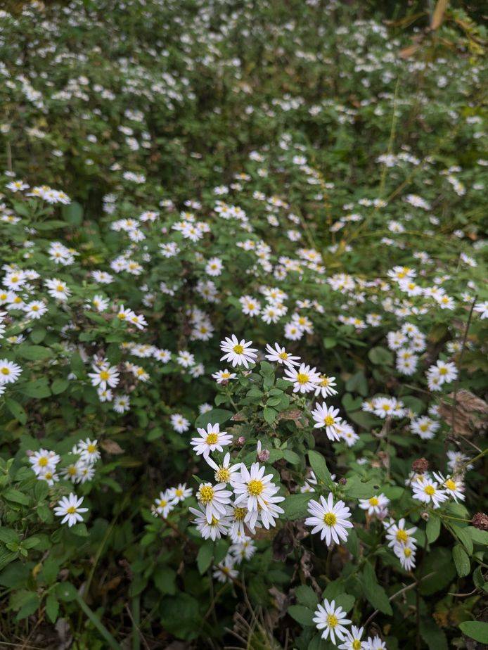 ヨメナが咲いていますの写真