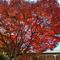 園内の紅葉が綺麗ですの画像