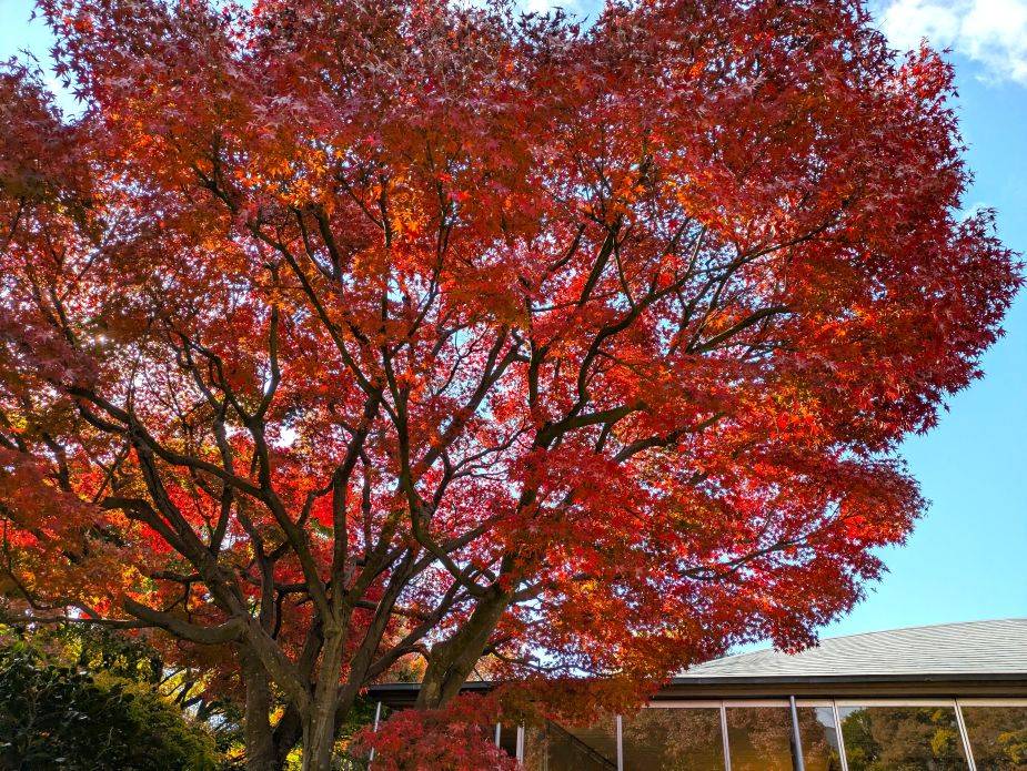 園内の紅葉が綺麗ですの写真