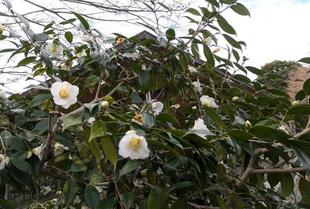 ワビスケが咲いています