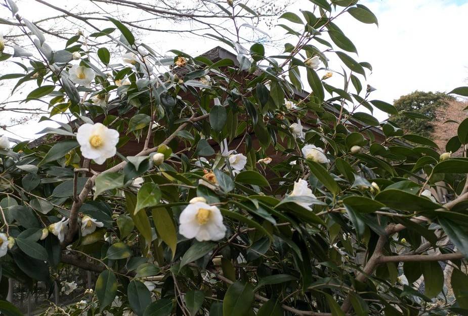 ワビスケが咲いていますの写真