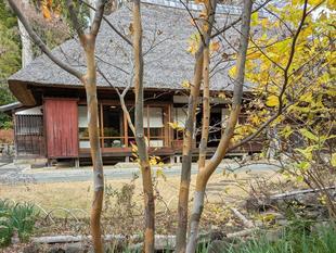 ナツツバキの幹がきれいです