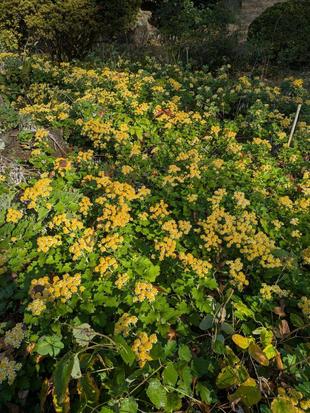 イソギクがきれいです