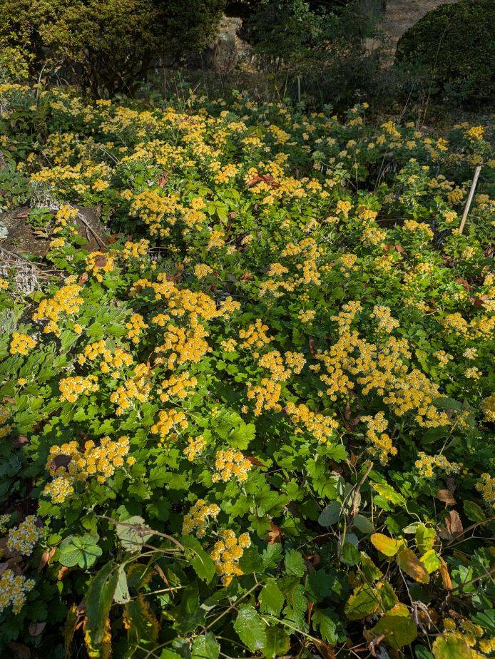 イソギクがきれいですの写真