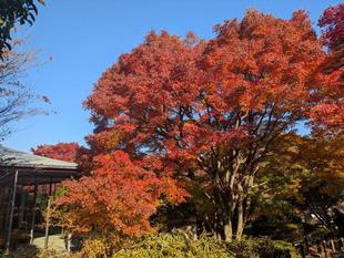 イロハモミジが紅葉しています