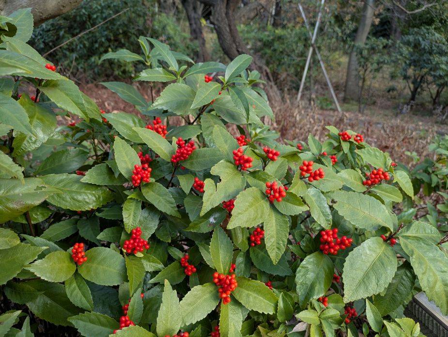 センリョウの実がなっていますの写真