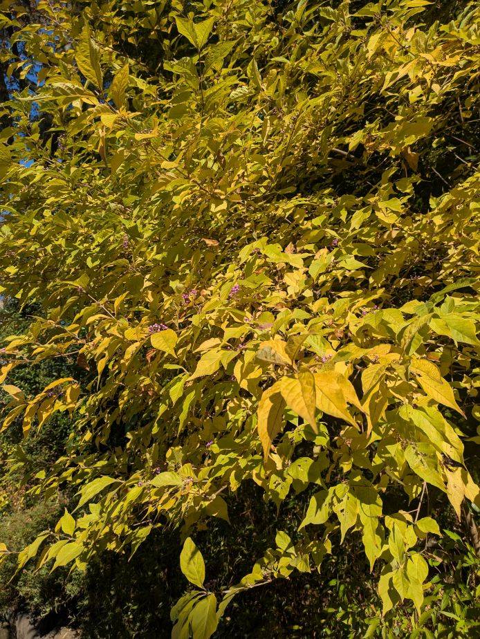 ムラサキシキブの黄葉がきれいですの写真