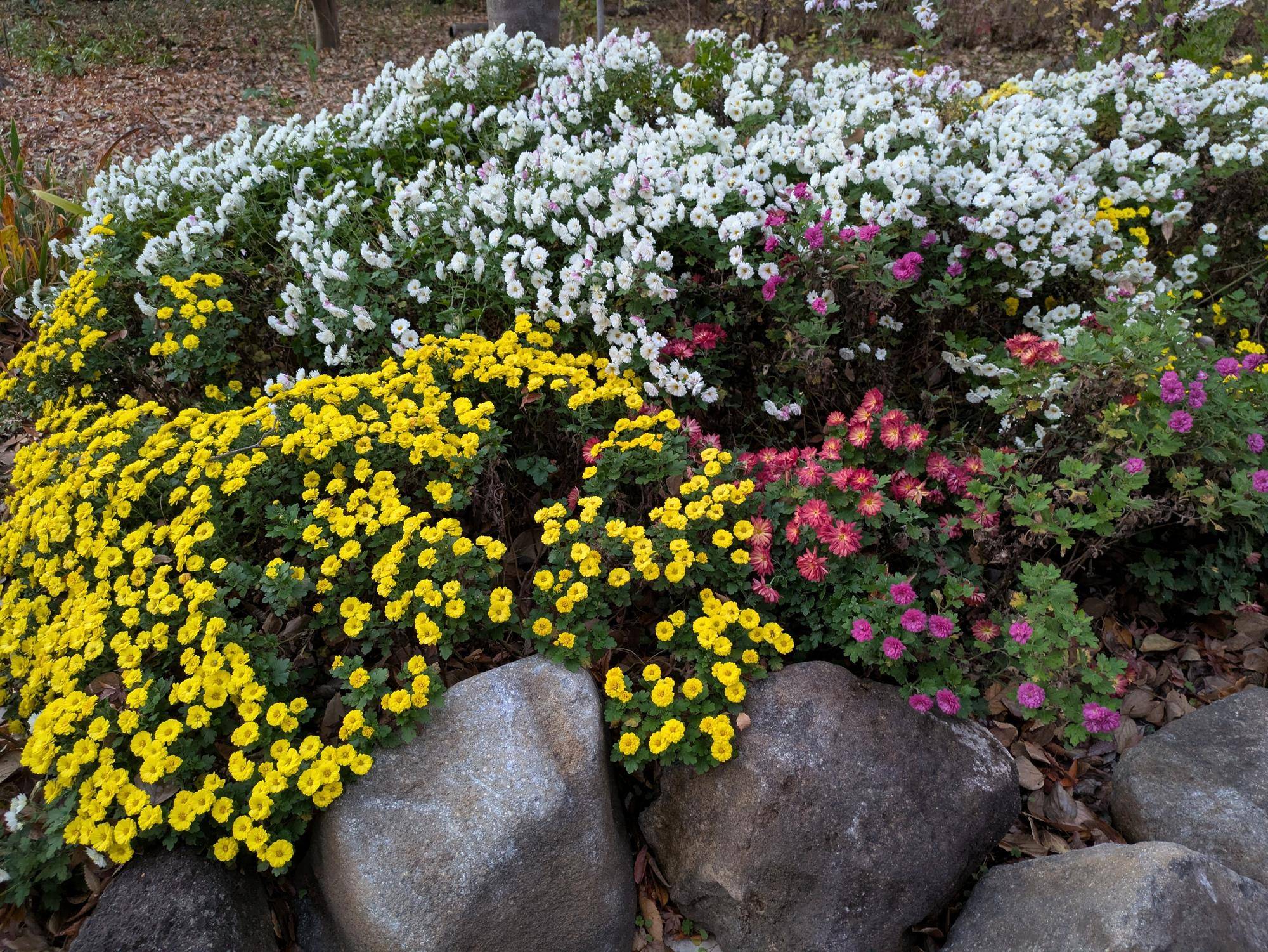 コギクが咲いていますの写真