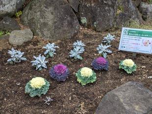 横浜市で育ったお花を植えています