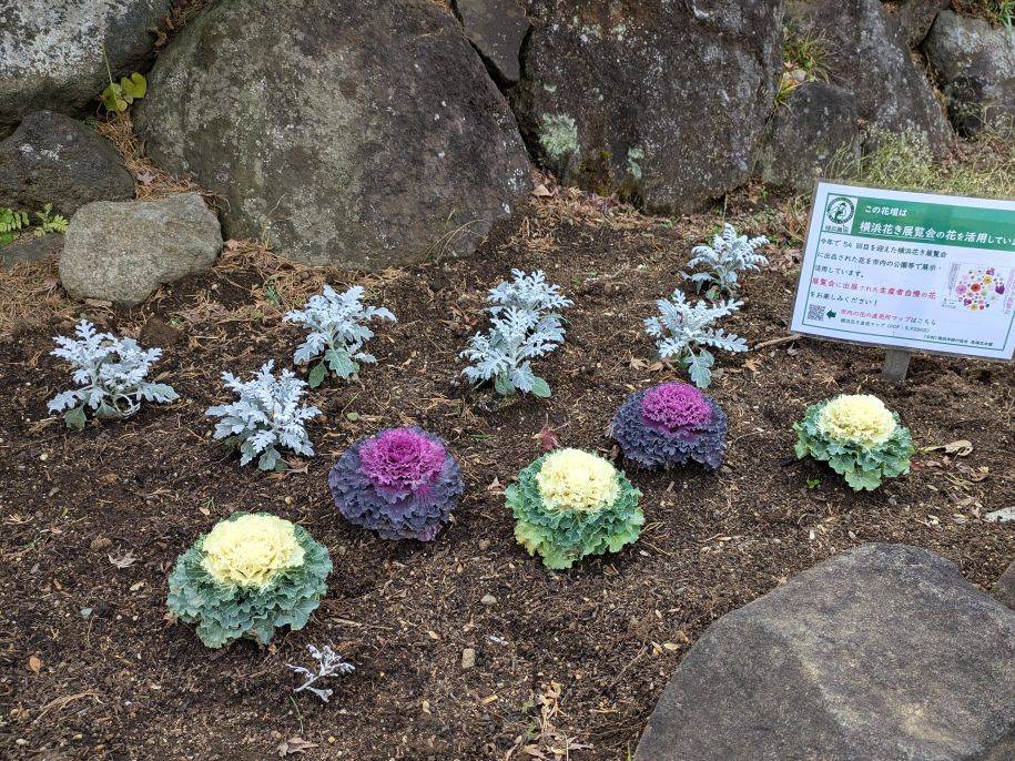 横浜市で育ったお花を植えていますの写真