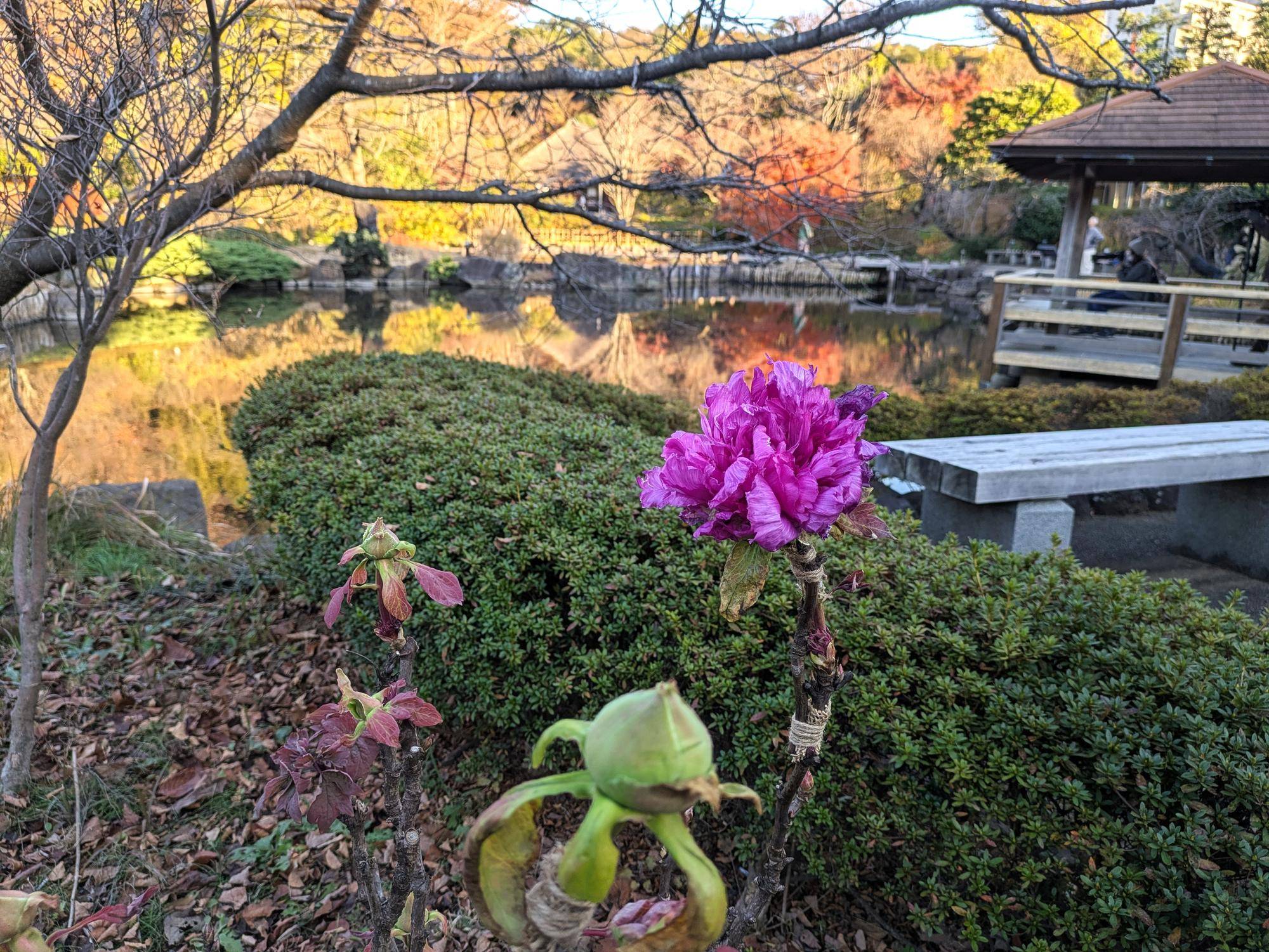 カンボタンが咲き始めていますの写真