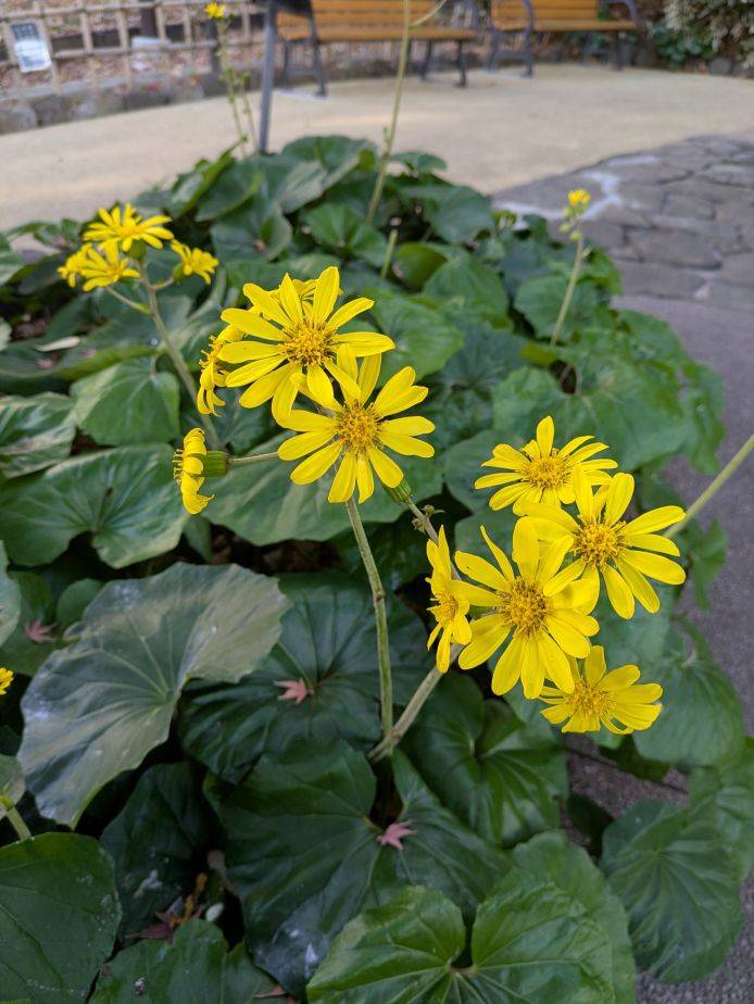 ツワブキが咲いていますの写真