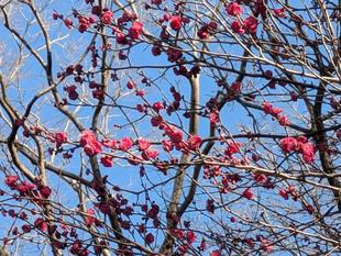 紅色のウメが咲いています