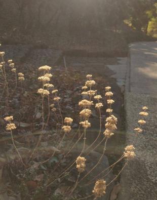 ダンギクの冬の姿です