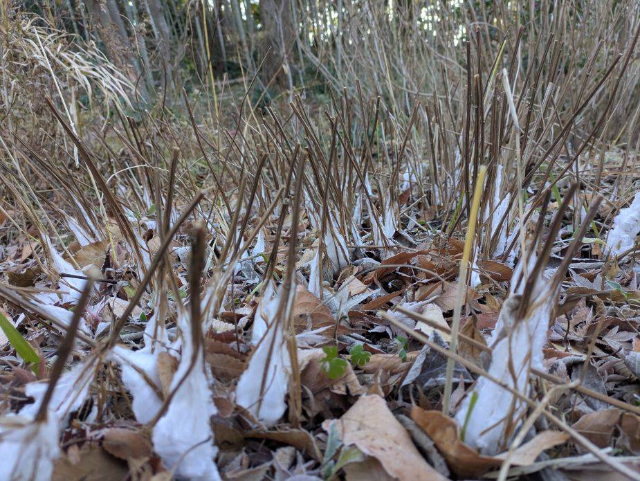 氷の花が見られますの写真